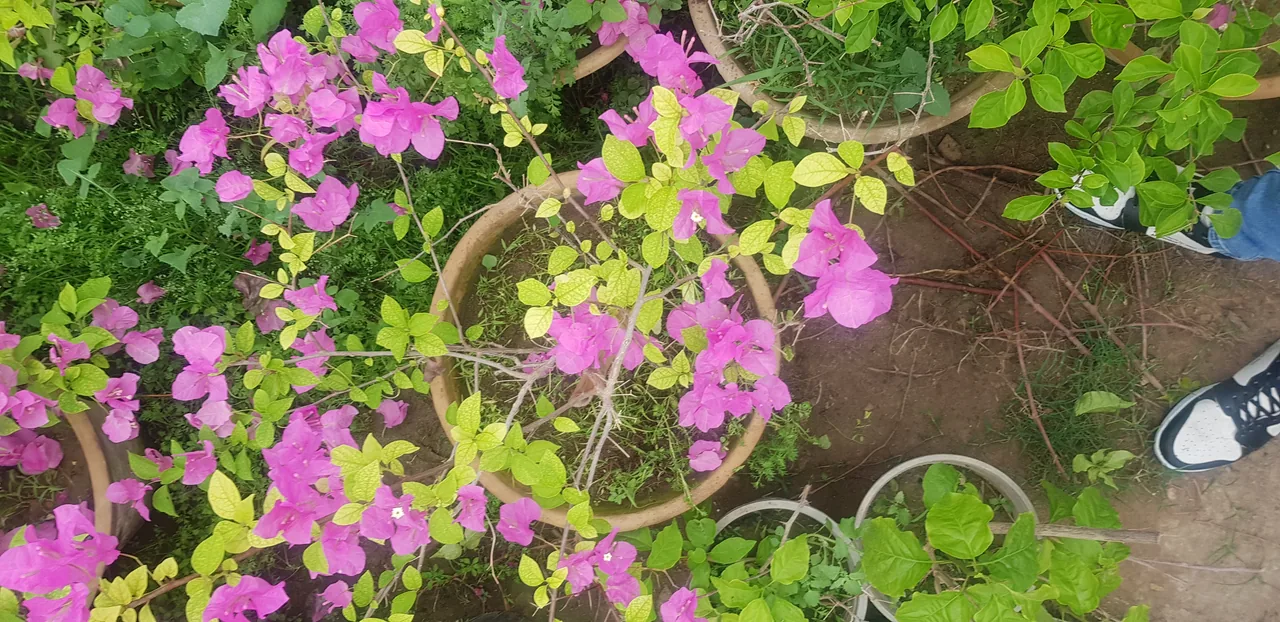 باغ گل سعید حمزه زاده - تصویر 2