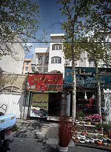 گل سناتور