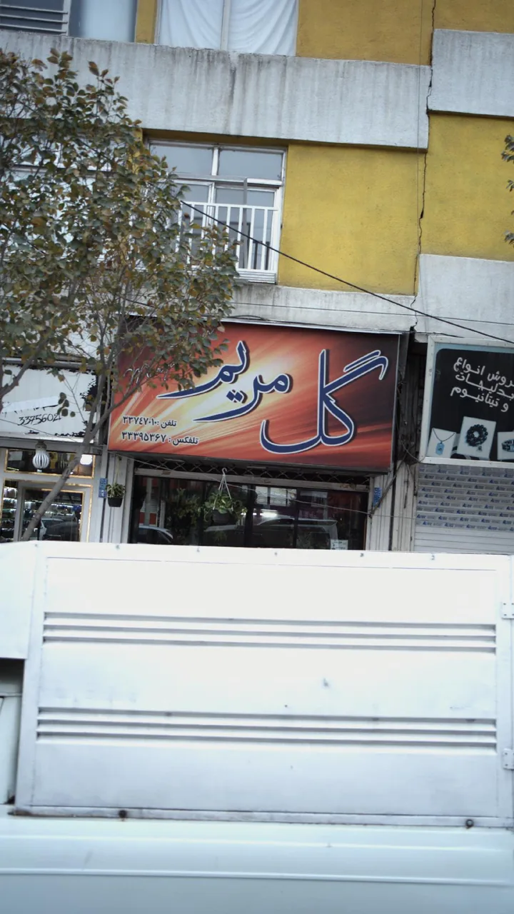گل مریم - تصویر 2