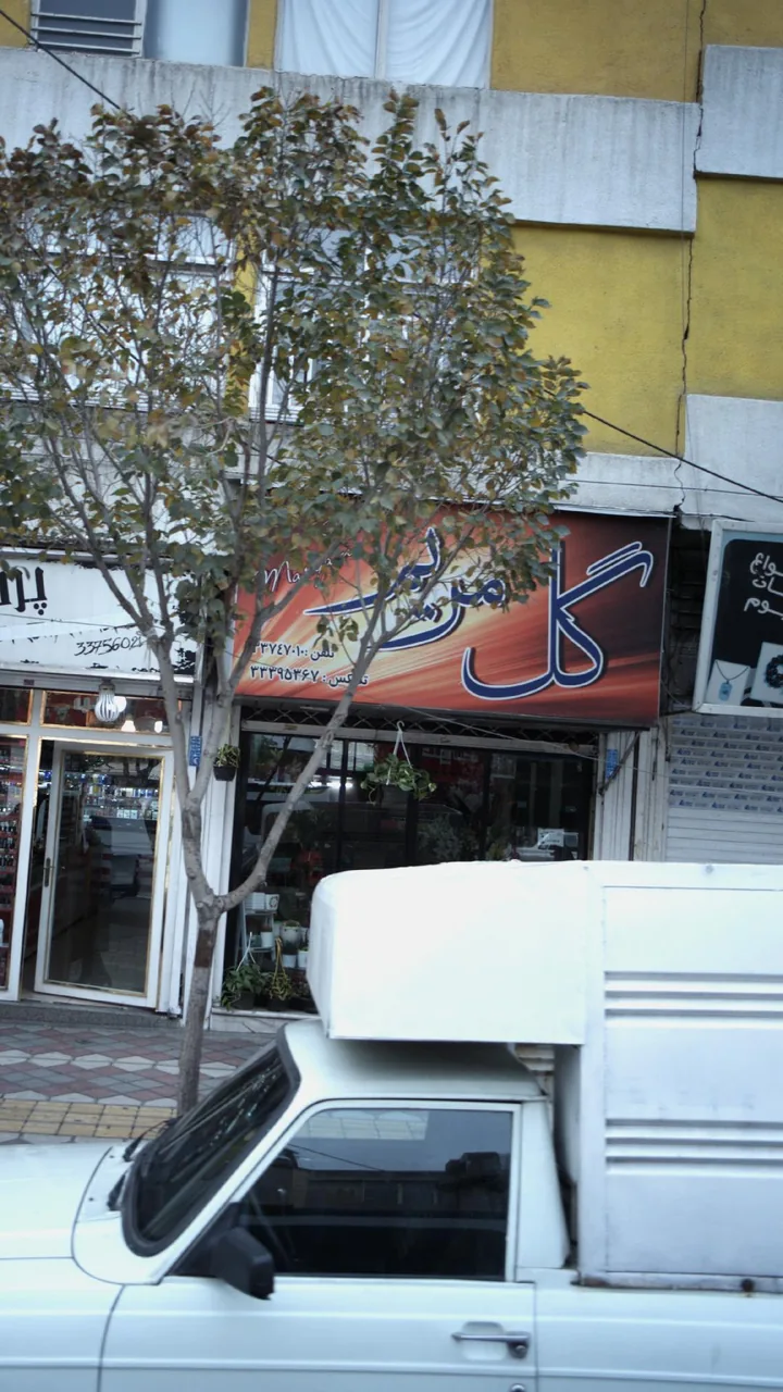 گل مریم - تصویر 3
