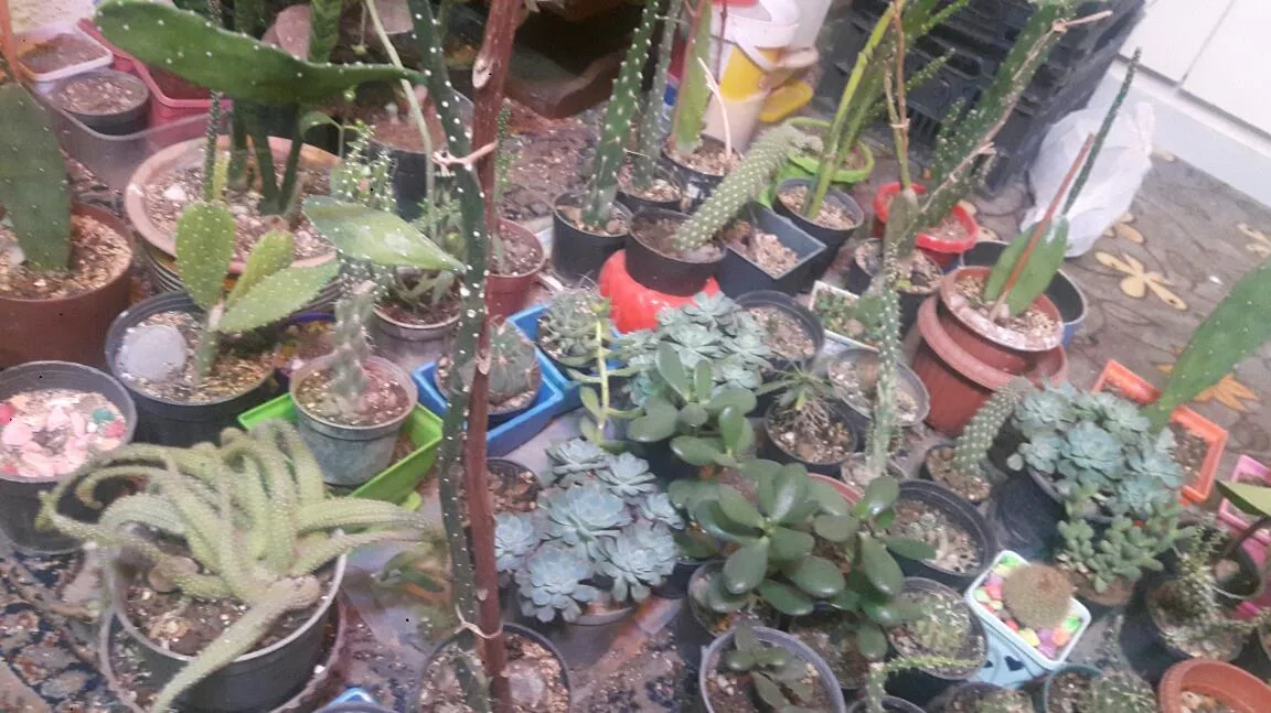 گلکده علی - تصویر 2