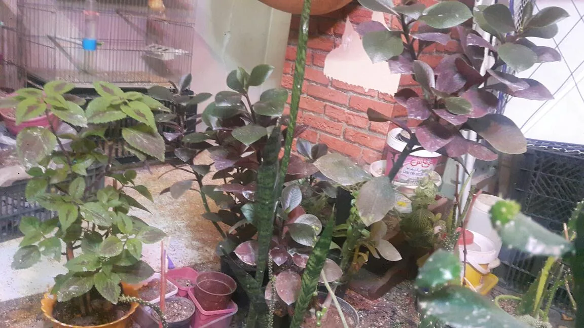 گلکده علی - تصویر 3