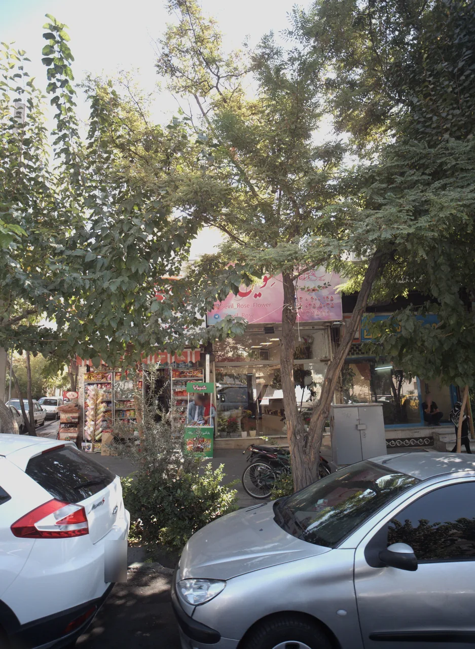 گلفروشی سویل رز