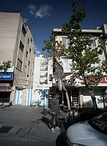 گل کلاسیک