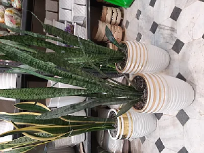 خانه گل آرسان