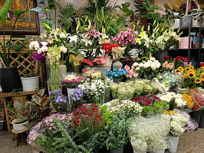 گلسرای ایران ارکیده