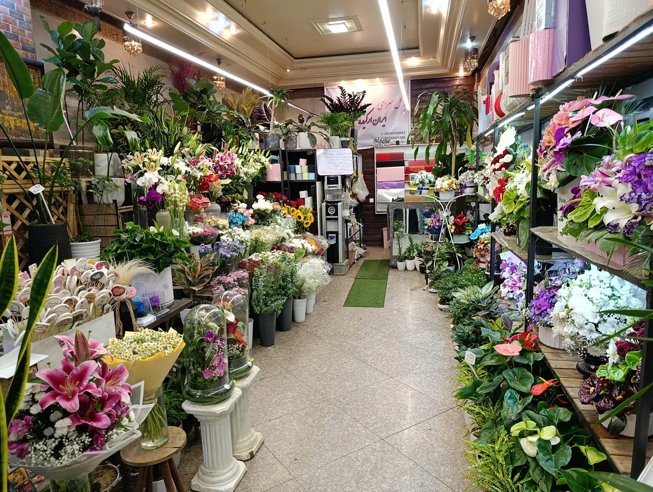 گلسرای ایران ارکیده - تصویر 2