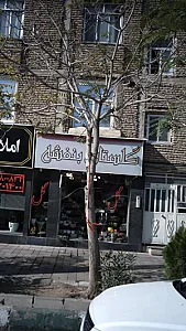 گلستان بنفشه