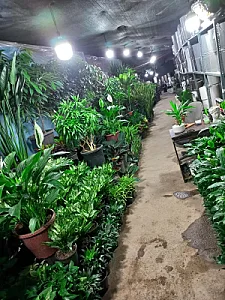 گل و گیاه آپارتمانی سلطانی