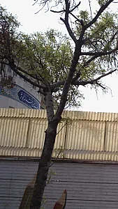 هنرستان دخترانه کوثر