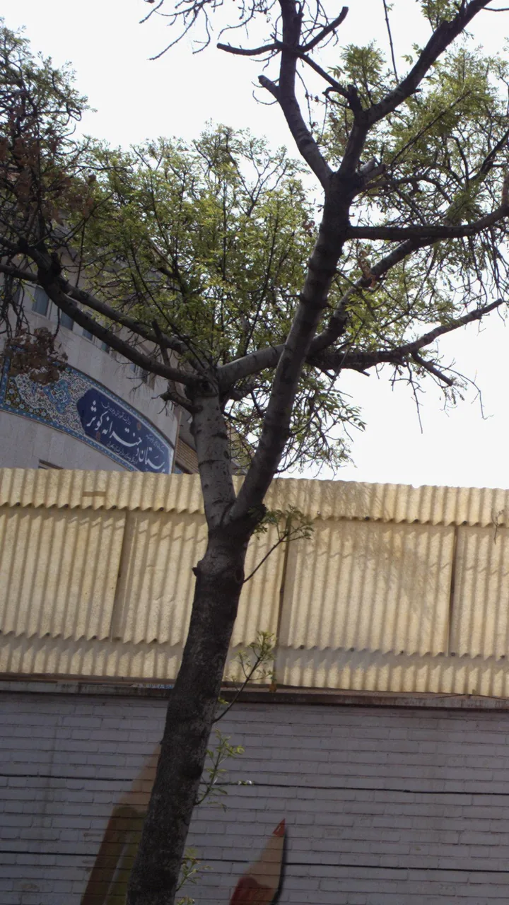 هنرستان دخترانه کوثر