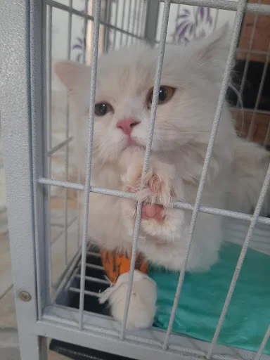 کلینیک دامپزشکی گرین پت