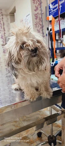 کلینیک دامپزشکی گرین پت - کلینیک دامپزشکی در تبریز