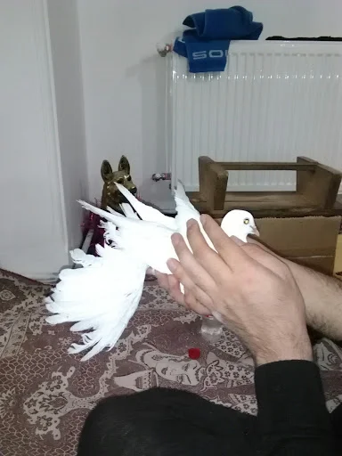 کلینیک دامپزشکی سینا - کلینیک دامپزشکی در تبریز