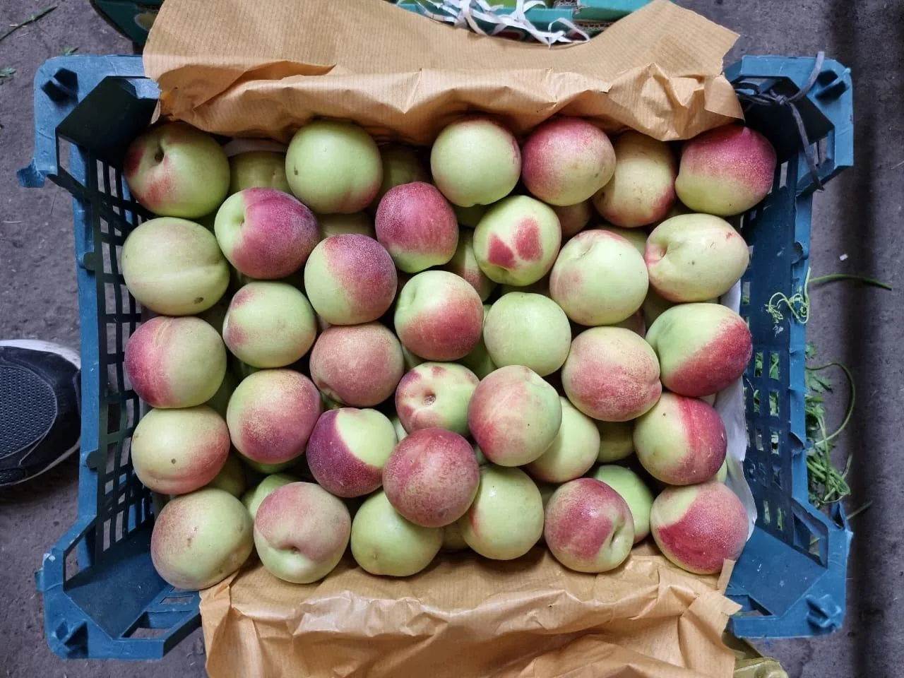 اتحادیه میدان میوه و تره بار مرکزی الغدیر(اهواز) - تصویر 3