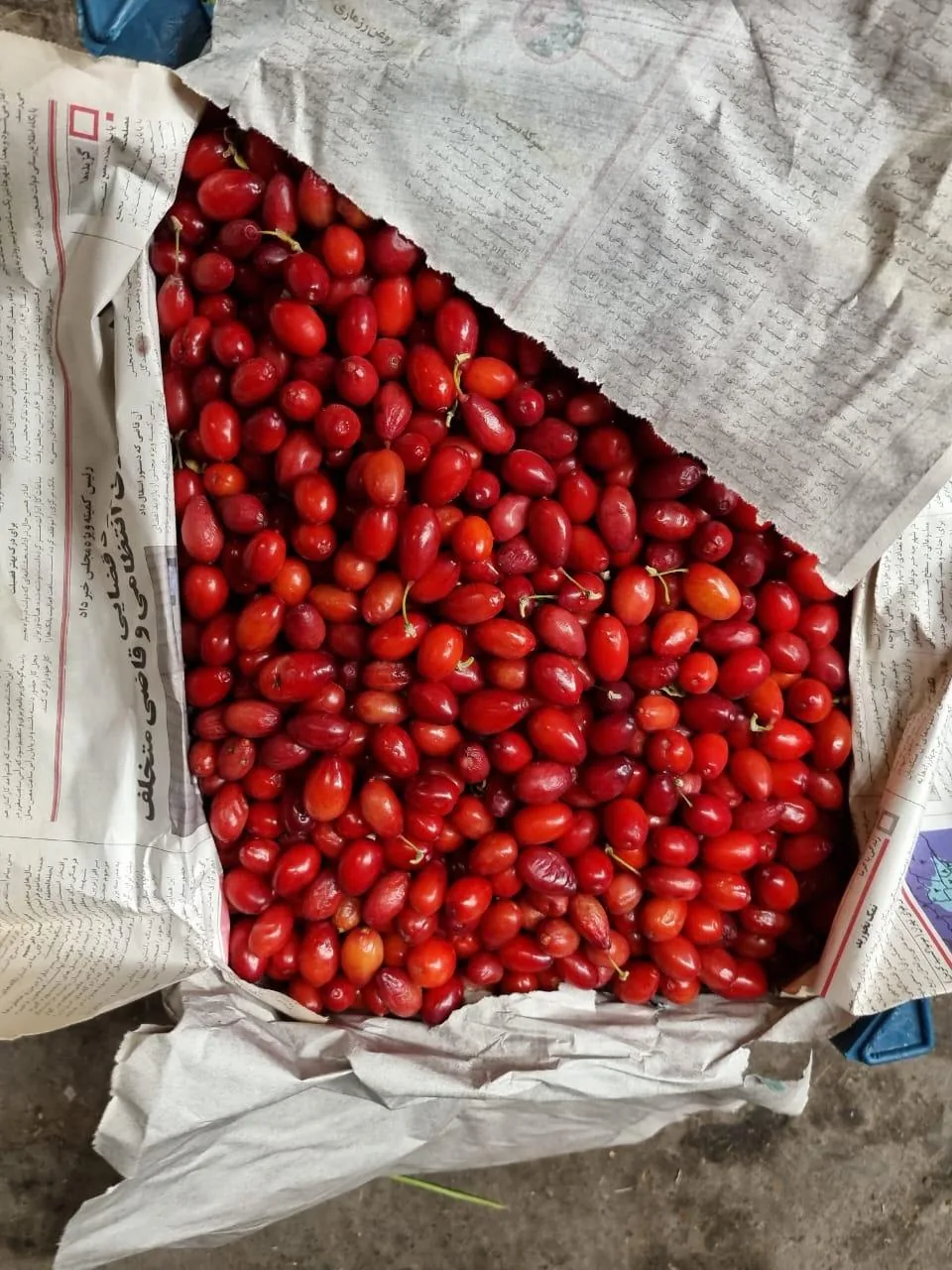 اتحادیه میدان میوه و تره بار مرکزی الغدیر(اهواز) - تصویر 5