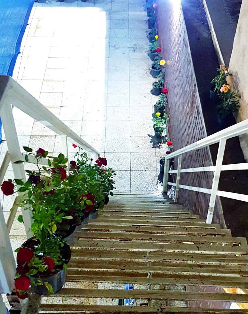 خوابگاه و اقامتگاه رز - تصویر 6