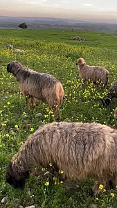 داروخانه شبانه روزی امام جعفر صادق (ع)