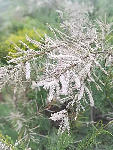 پارکینگ پارک دولت