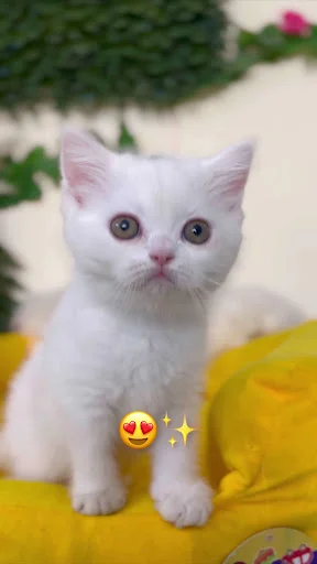 پت شاپ اسکان - تصویر 2