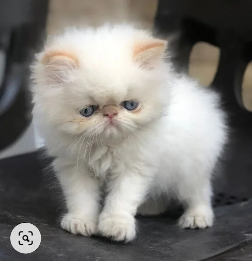 پت شاپ اسکان