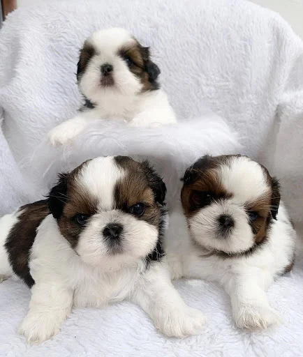 پت شاپ اسکان