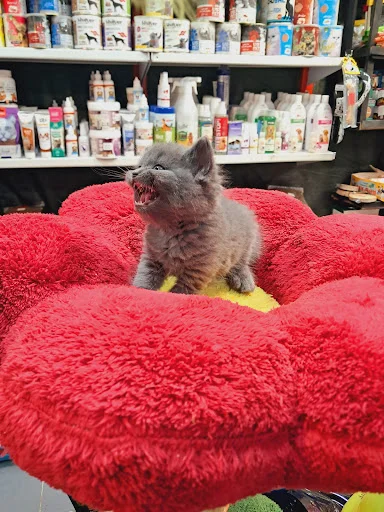 پت شاپ سالیوان