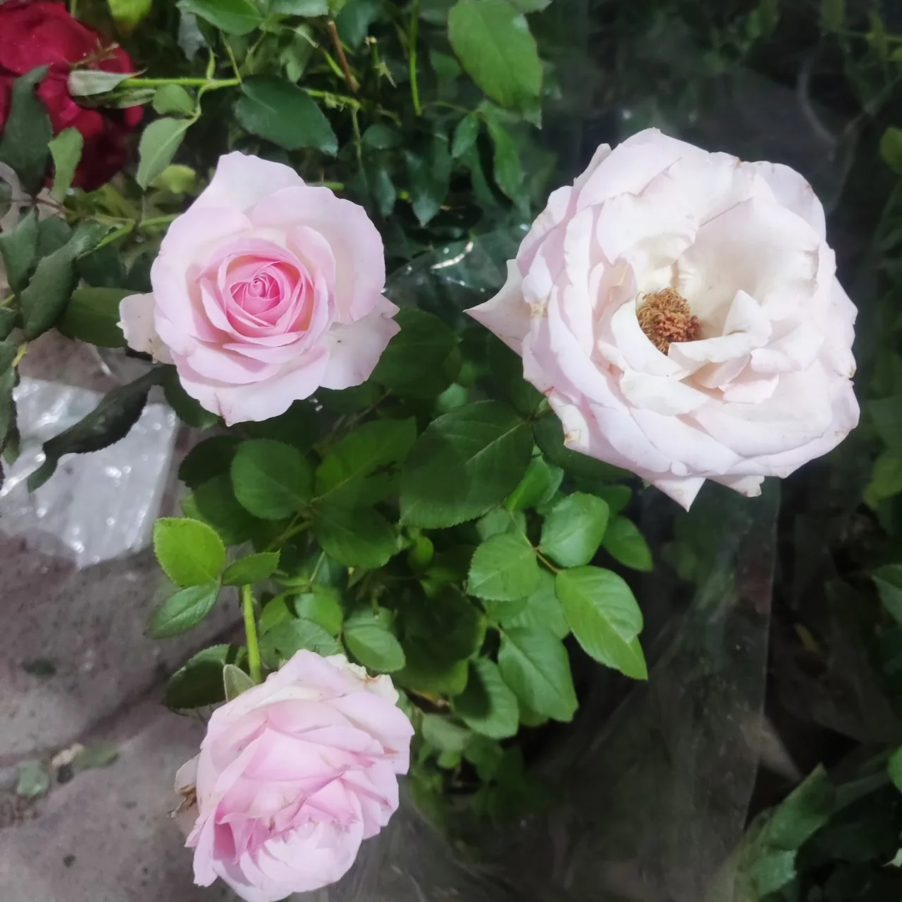 تعمیرگاه مکانیکی استاد عادل حلفی - تصویر 2