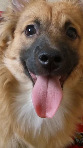 کلینیک پت کاراکال - کلینیک دامپزشکی در تبریز