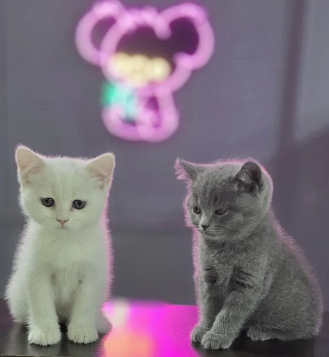 پت کلینیک کوآلا