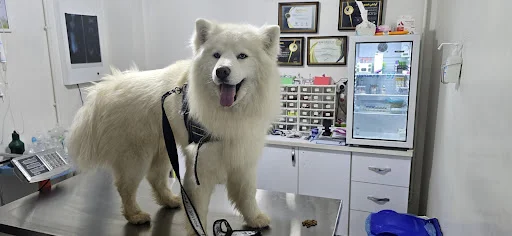 پت کلینیک کوآلا