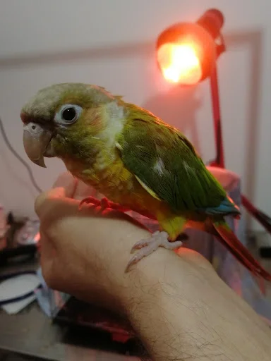 پت کلینیک کوآلا