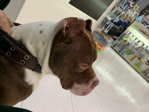 پت کلینیک کوآلا