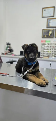 پت کلینیک کوآلا