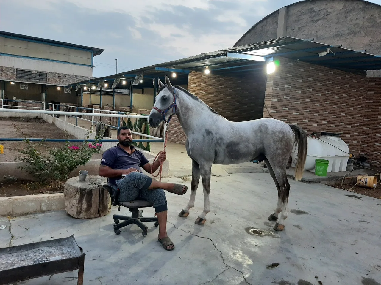 باشگاه سوارکاری ناصری.