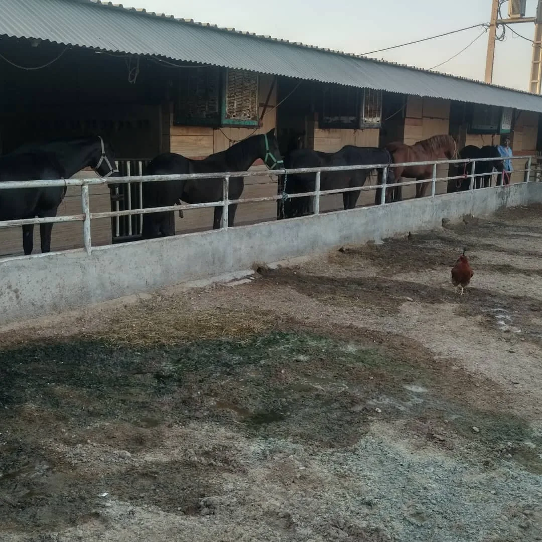 باشگاه سوارکاری بهزادی - تصویر 2