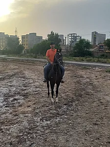 باشگاه سوارکاری دماوند