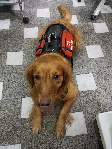 کلینیک تخصصی حیوانات خانگی و پرندگان نجات - کلینیک دامپزشکی در تبریز