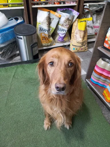 کلینیک تخصصی حیوانات خانگی و پرندگان نجات - کلینیک دامپزشکی در تبریز