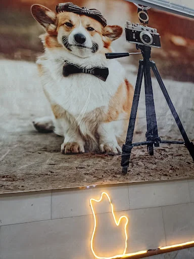 کلینیک تخصصی حیوانات خانگی و پرندگان نجات - کلینیک دامپزشکی در تبریز