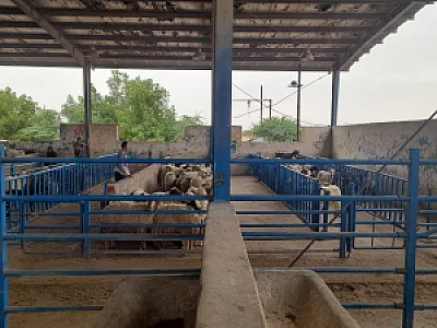کشتارگاه صنعتی دام اهواز