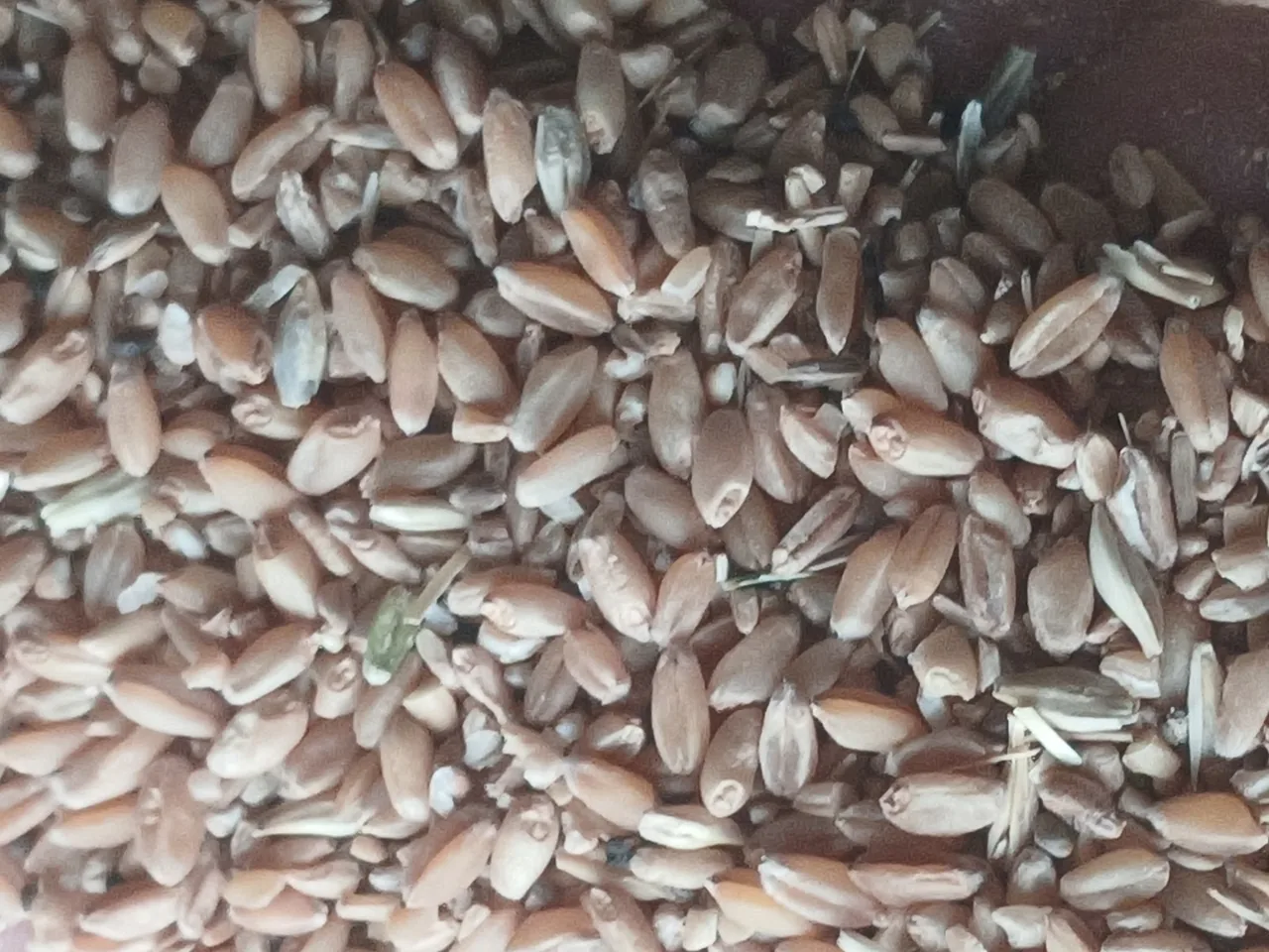 دام طیور و آبزیان بدوی - تصویر 2
