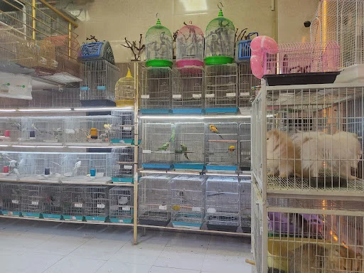 پت شاپ کلبه پرندگان پرطلا