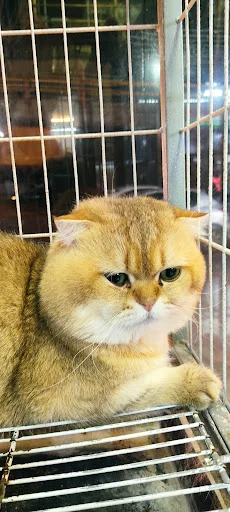 پت شاپ کلبه پرندگان پرطلا