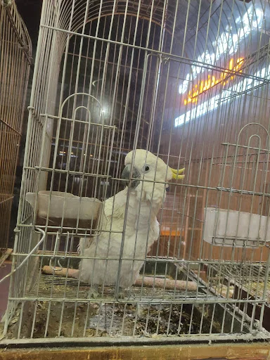 پت شاپ کلبه پرندگان پرطلا