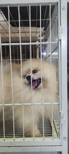 پت شاپ کلبه پرندگان پرطلا