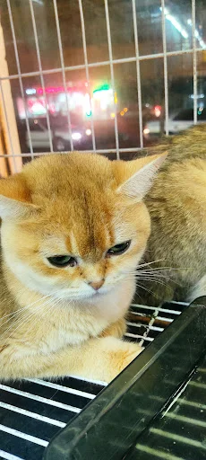 پت شاپ کلبه پرندگان پرطلا