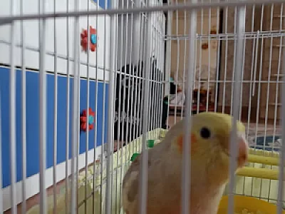 قصرطوطی