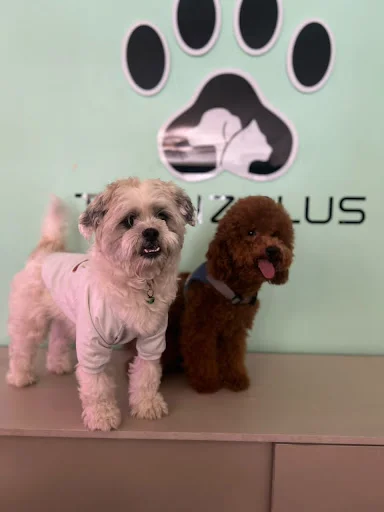 کلینیک حیوانات تبریز پلاس