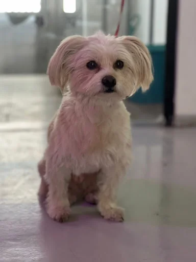 کلینیک حیوانات تبریز پلاس